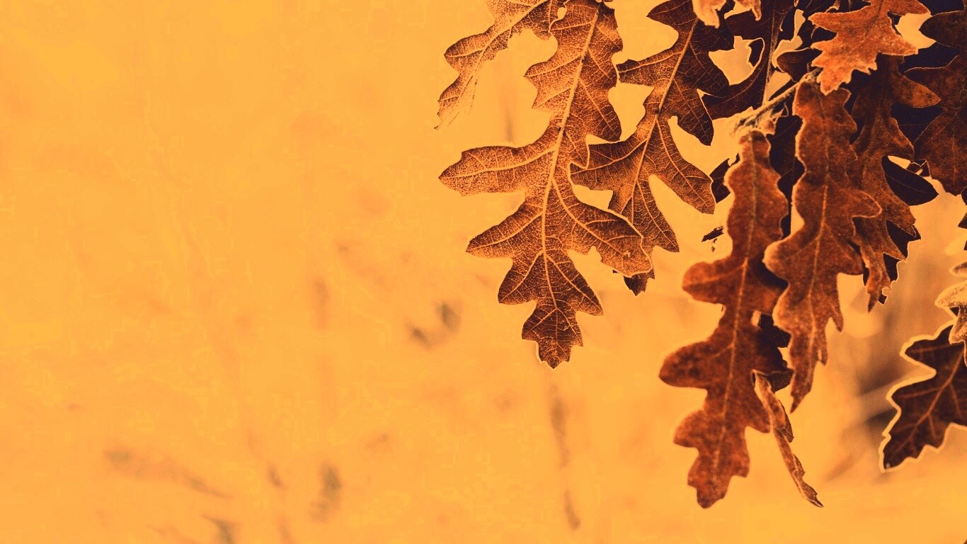 Дубовые листья обои