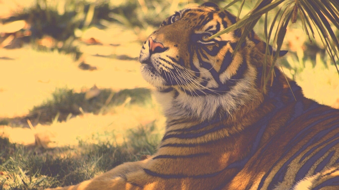 Отдыхающий в теньке хищник обои