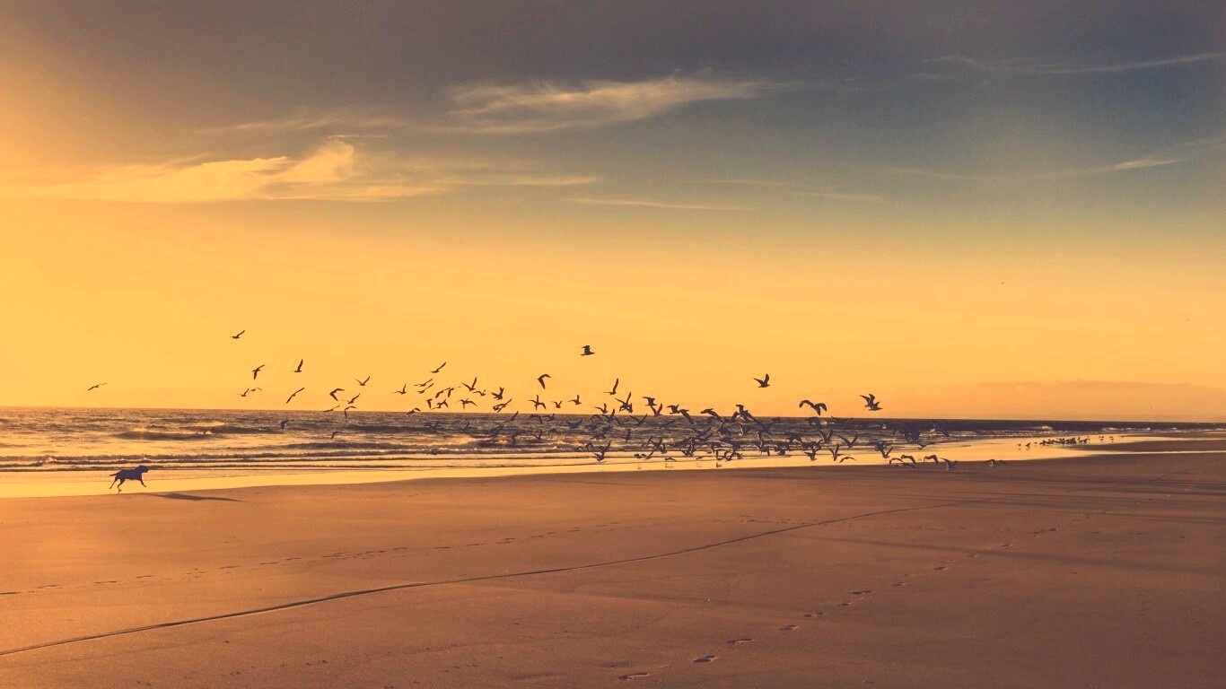 Стая птиц на пляже обои