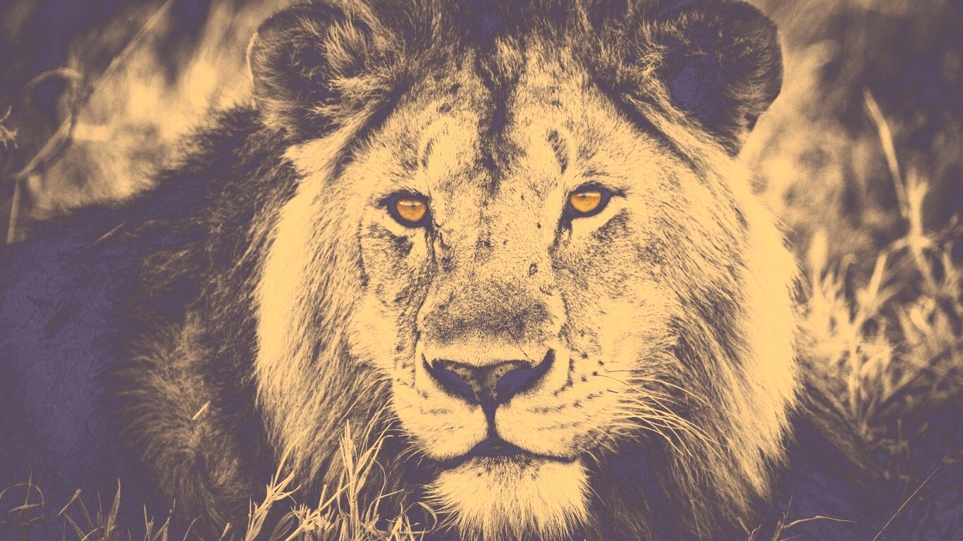 Гордый лев с горящими глазами обои