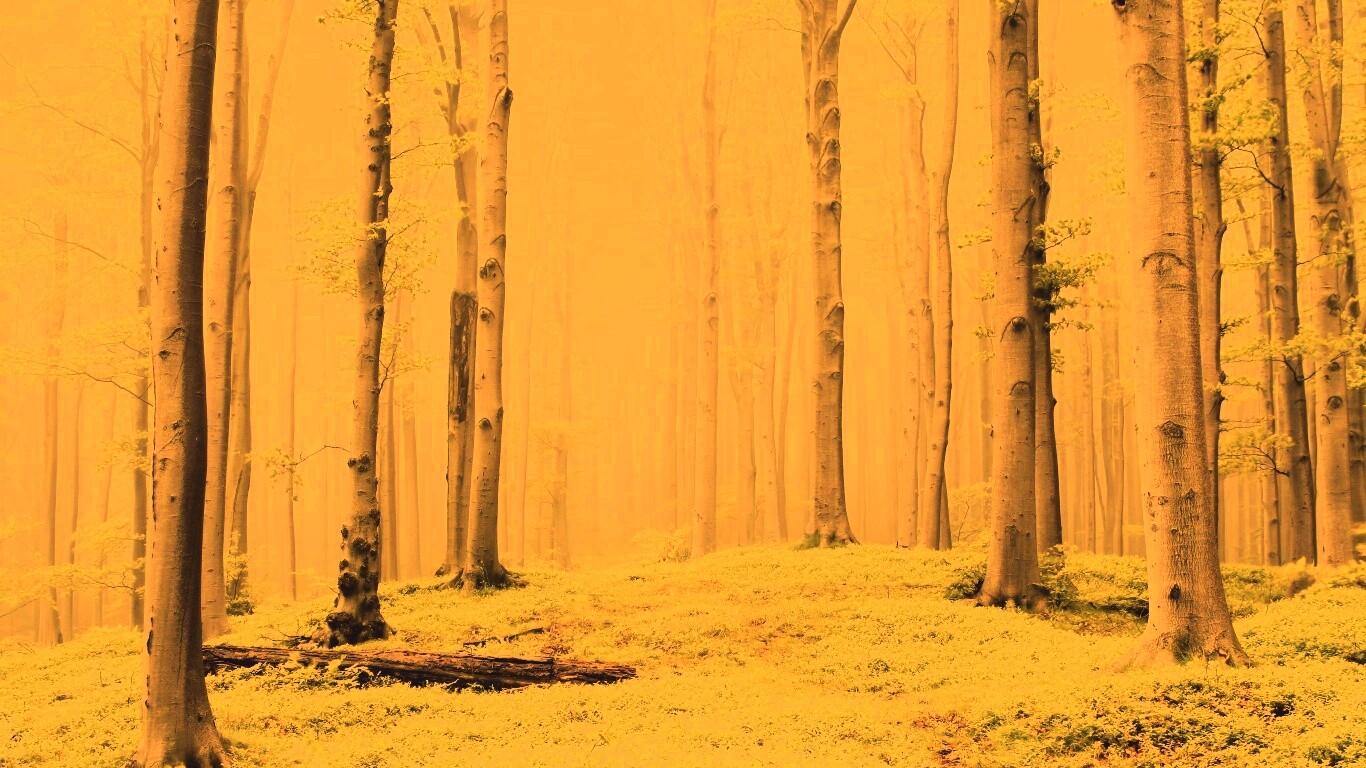 Опушка осинового леса обои