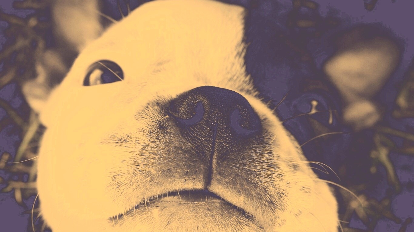 Бостонский терьер обои