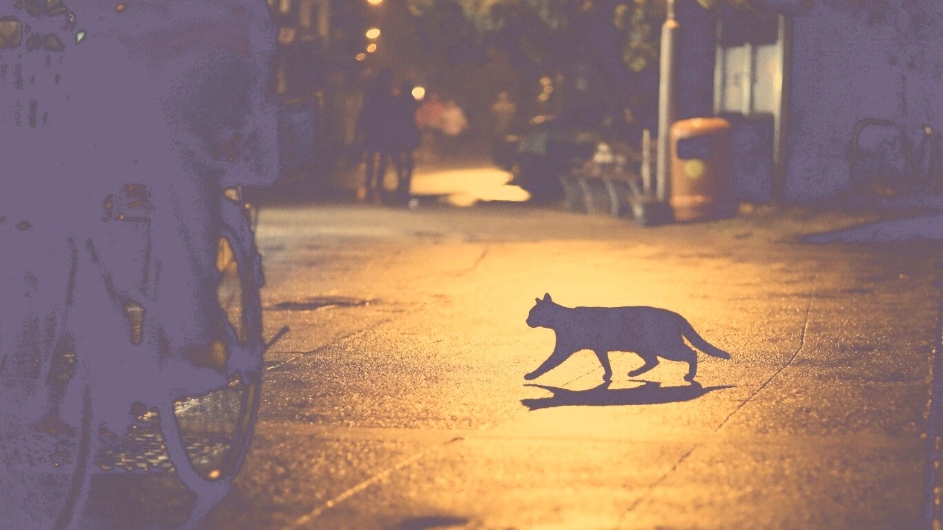 Кошка на ночной улице обои
