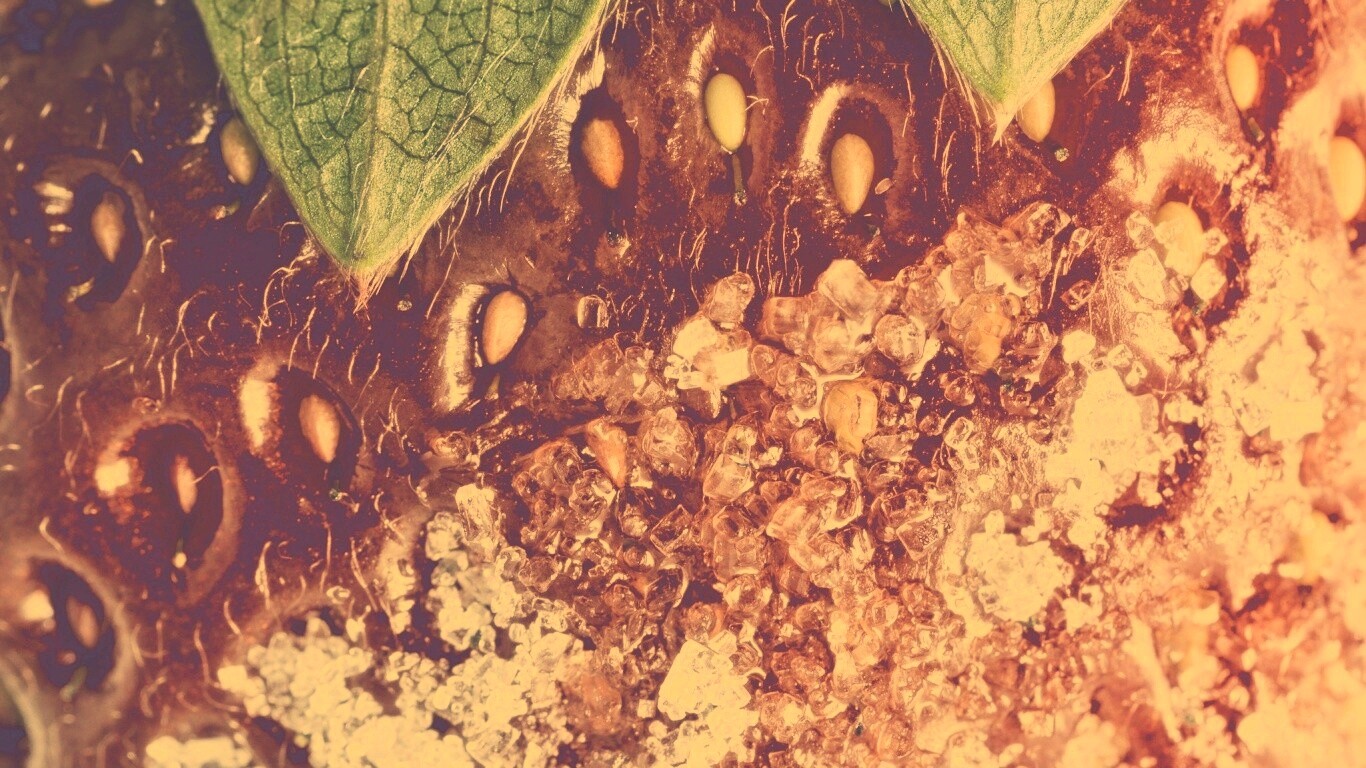 Клубника в сахаре обои