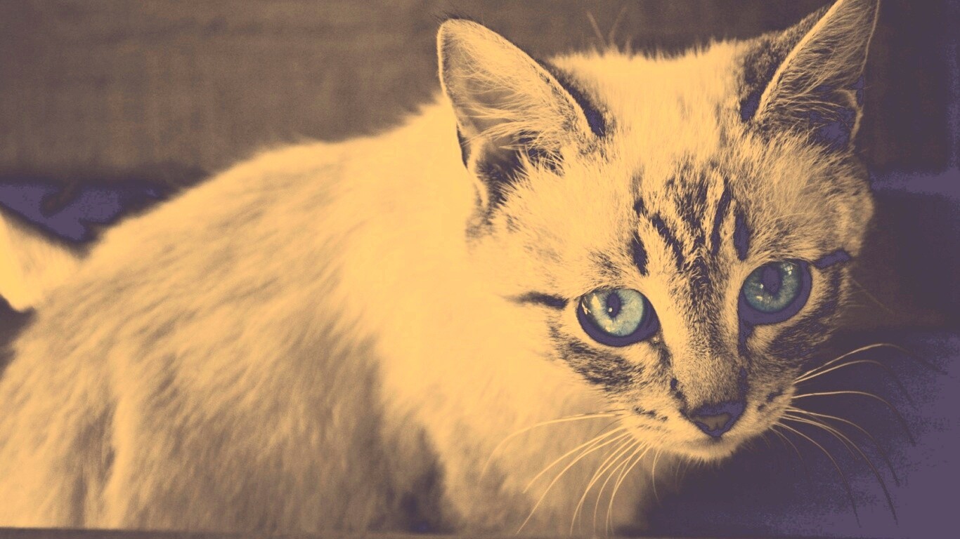 Котенок с синими глазами обои