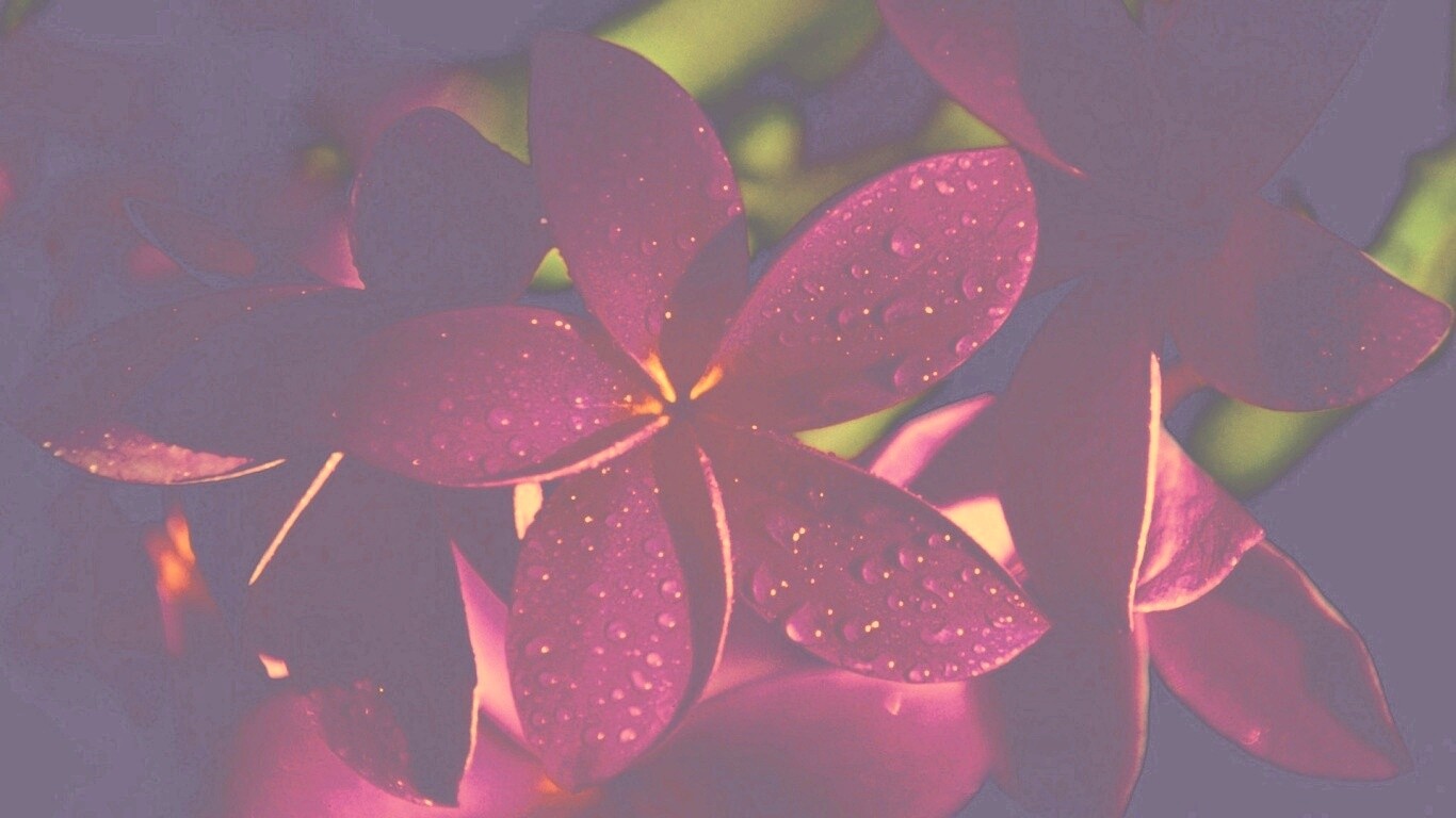 Розовый цветок обои