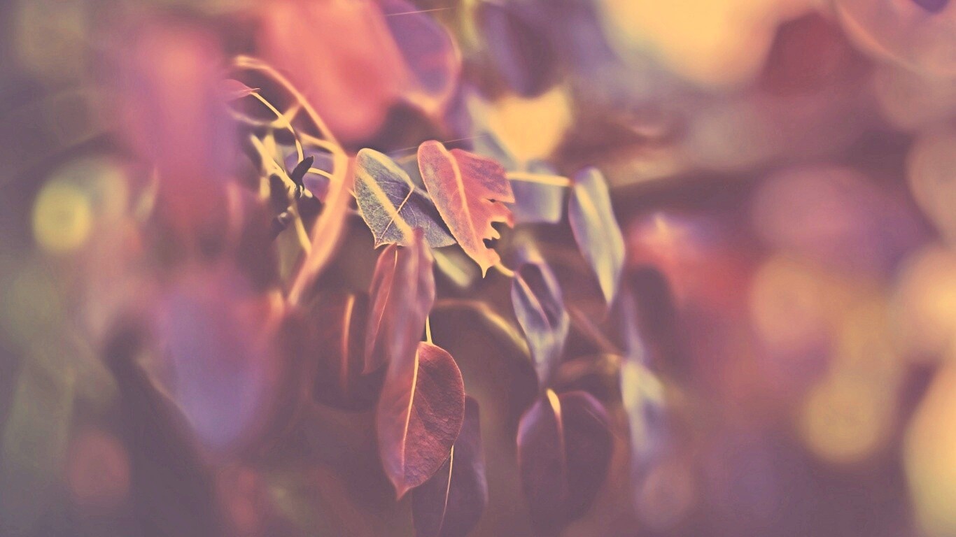 Фиолетовые листья обои