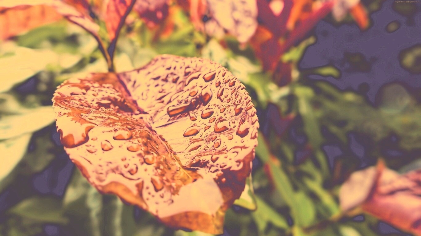 Красный лист в каплях воды обои