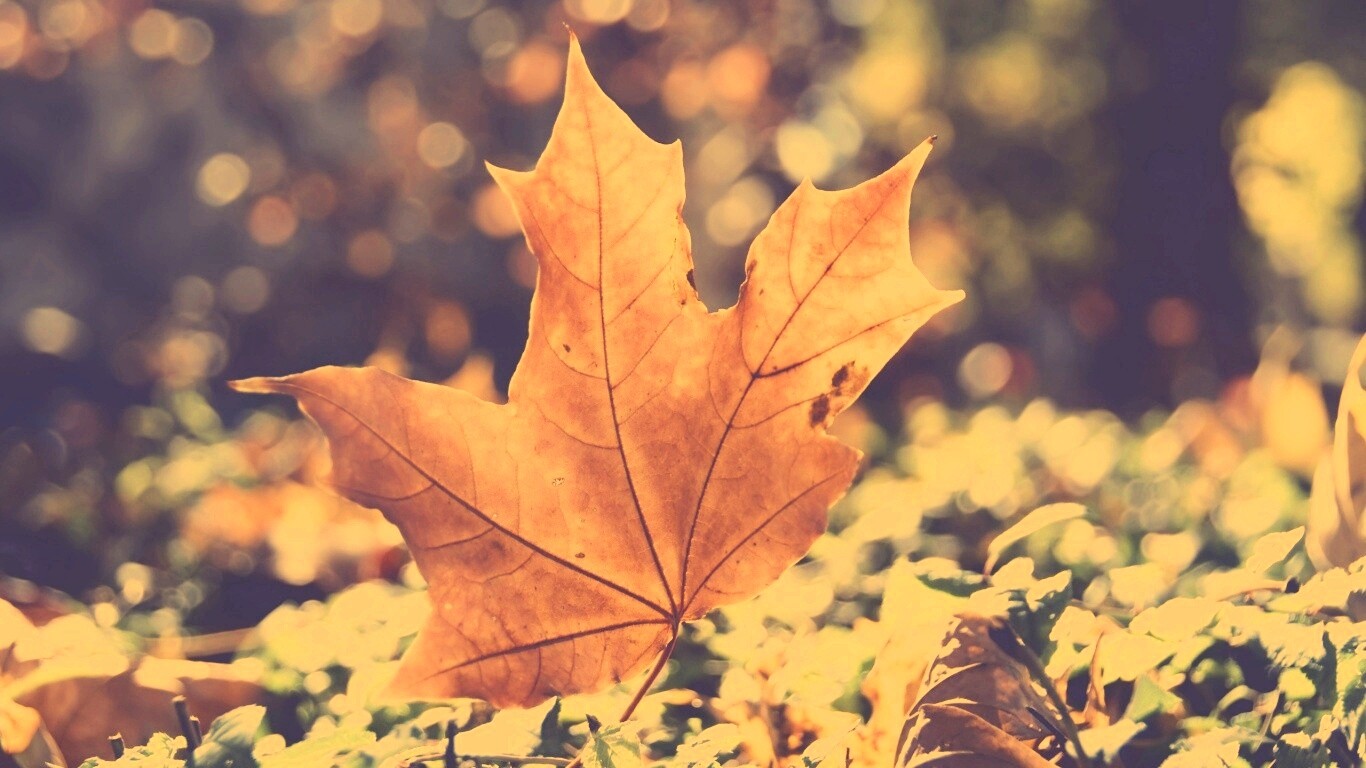 Желтый кленовый лист обои