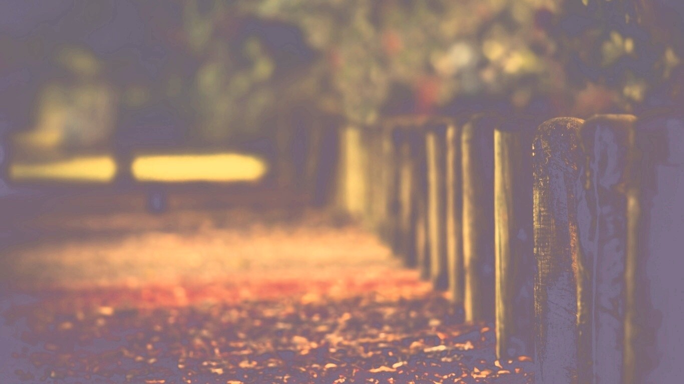 Аллея усеянная листвой обои