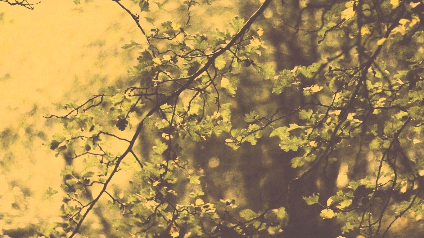 Дубовая зеленая листва обои