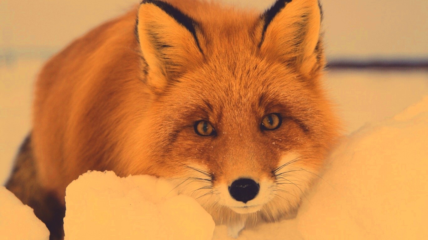 Рыжая лиса в снегу обои