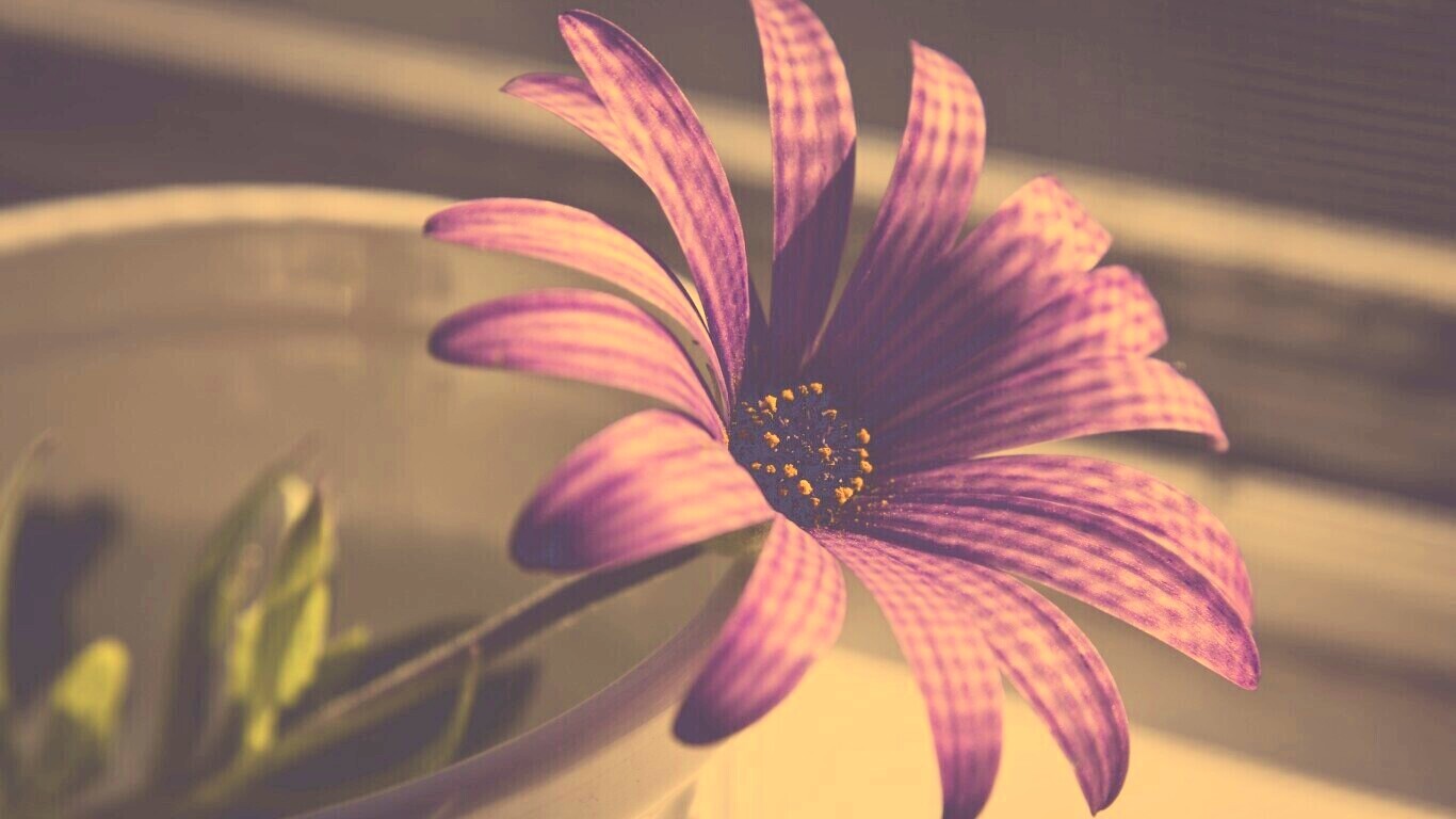 Сиреневый цветок в стакане обои