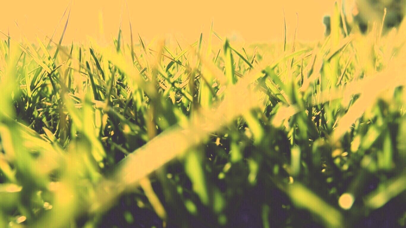 Трава обои