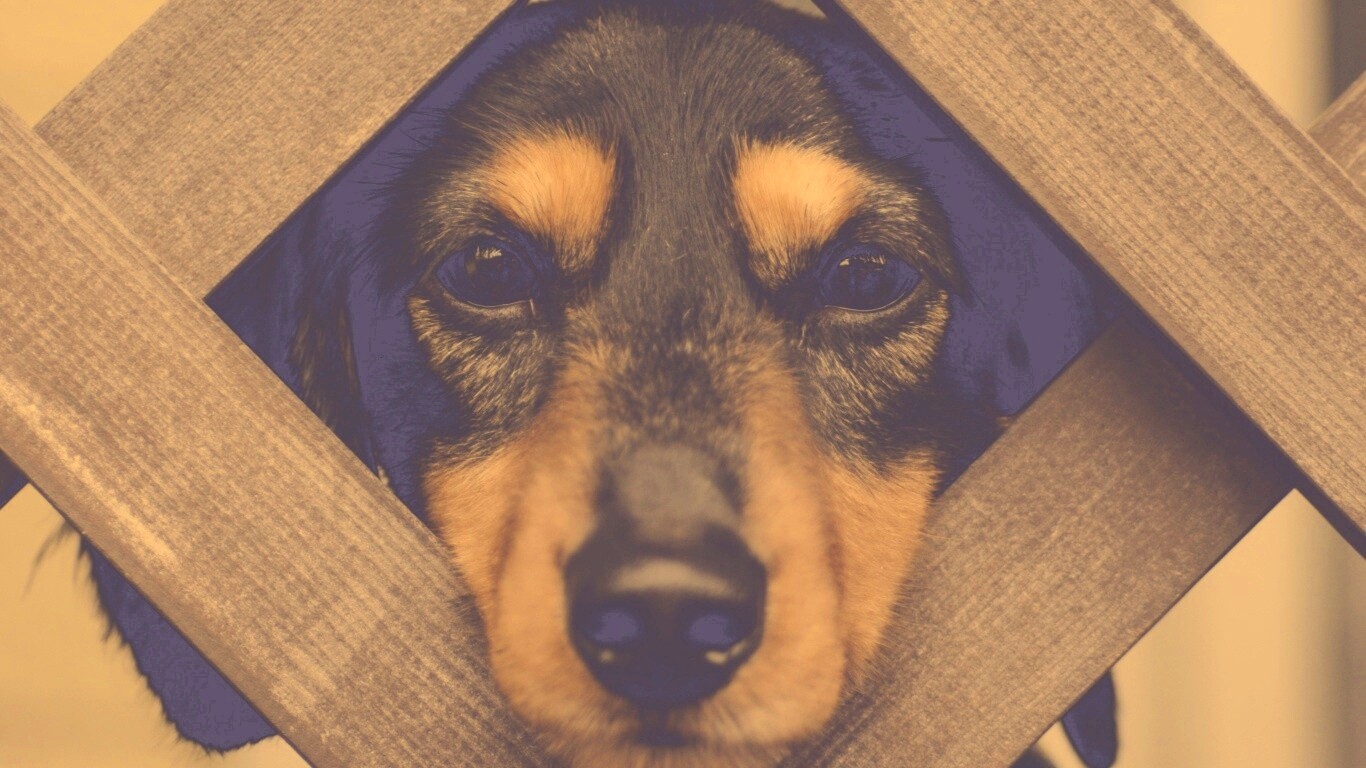 Мордочка в заборе обои