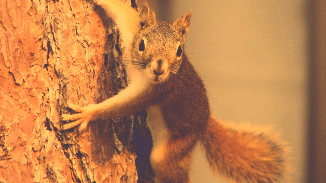 Белка на дереве обои