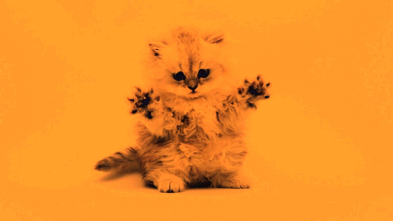 Милый котенок обои