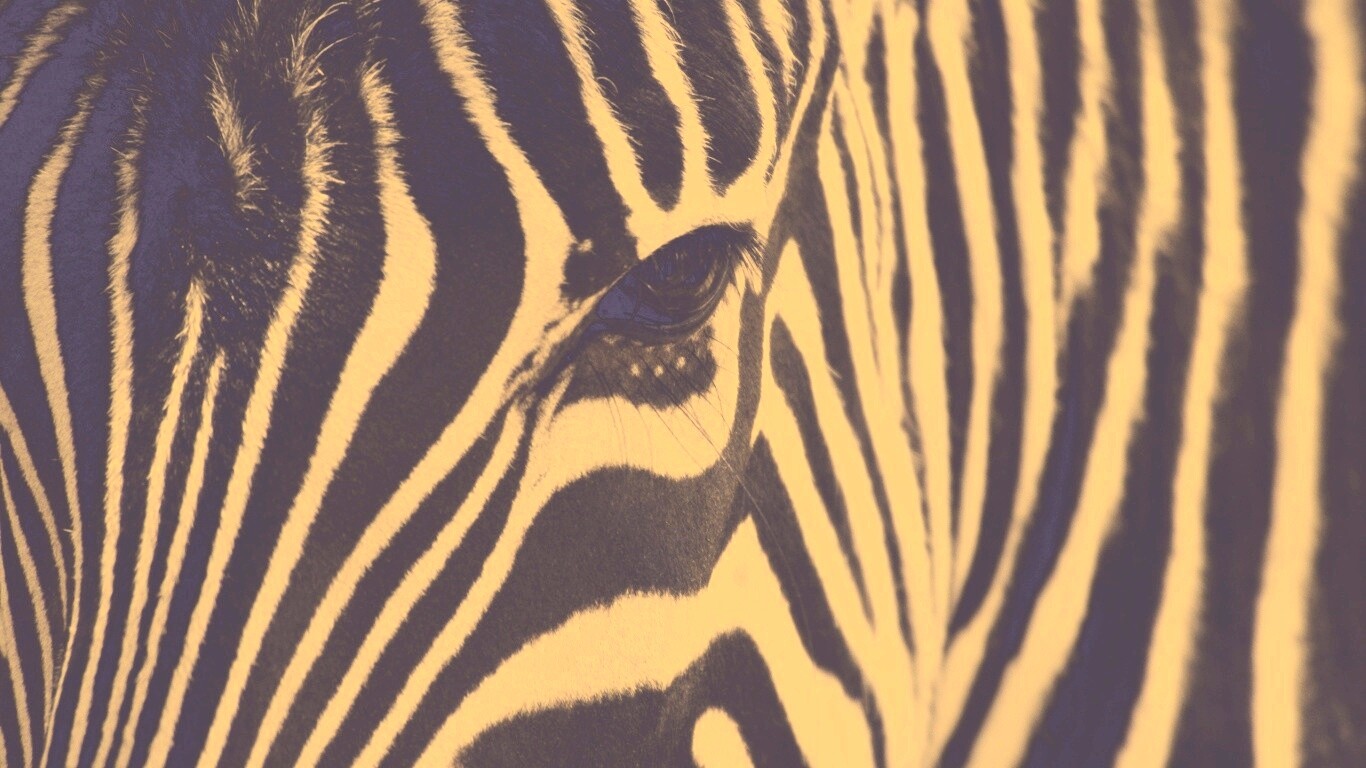 Зебра обои