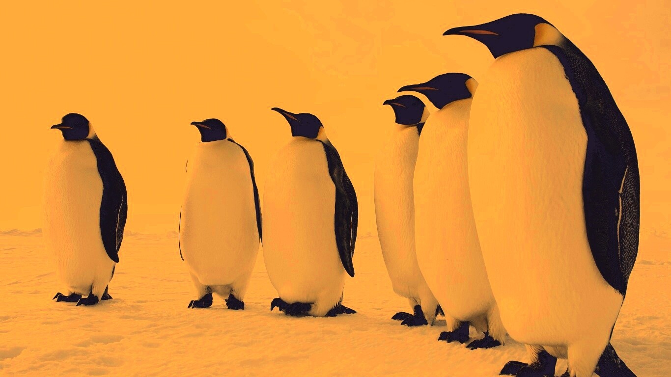 Слет пингвинов обои