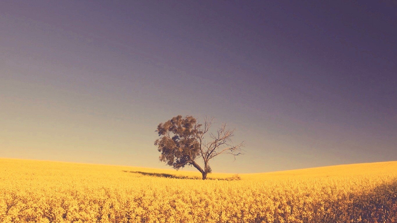 Дерево в поле обои