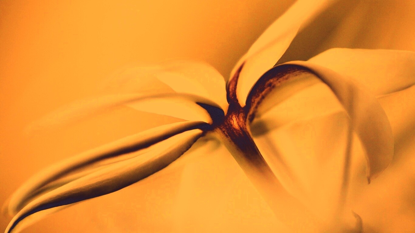 Цветок обои