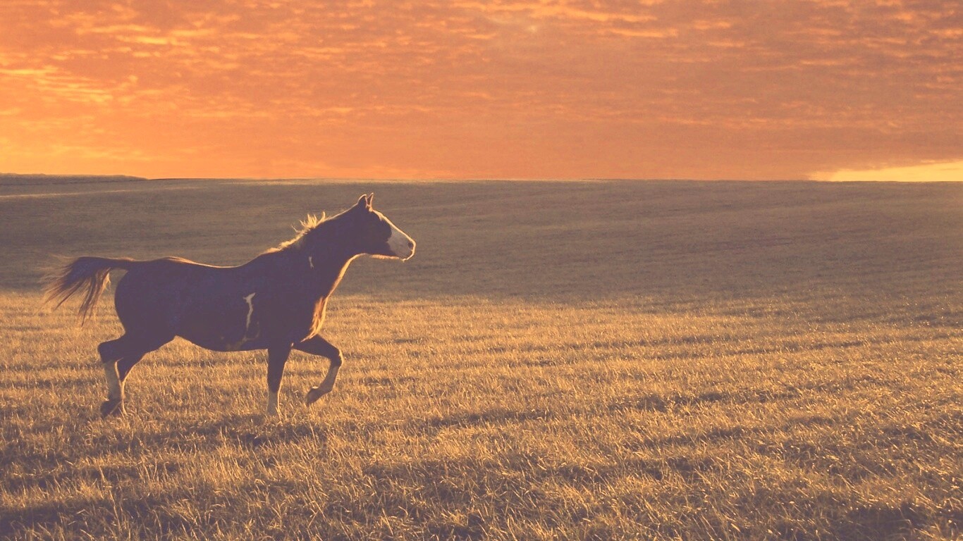 Мустанг обои