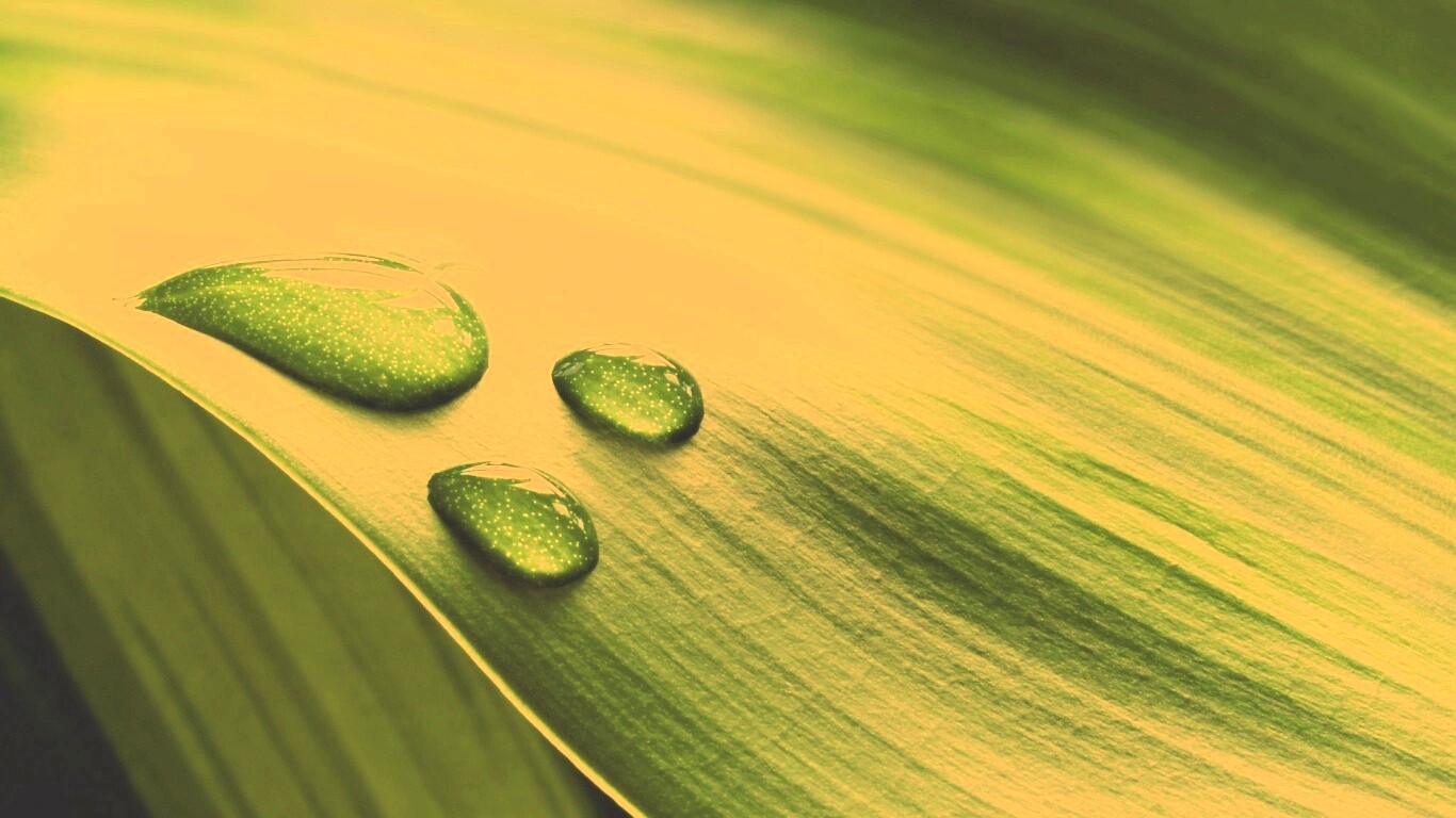 Капли на зеленом листе обои