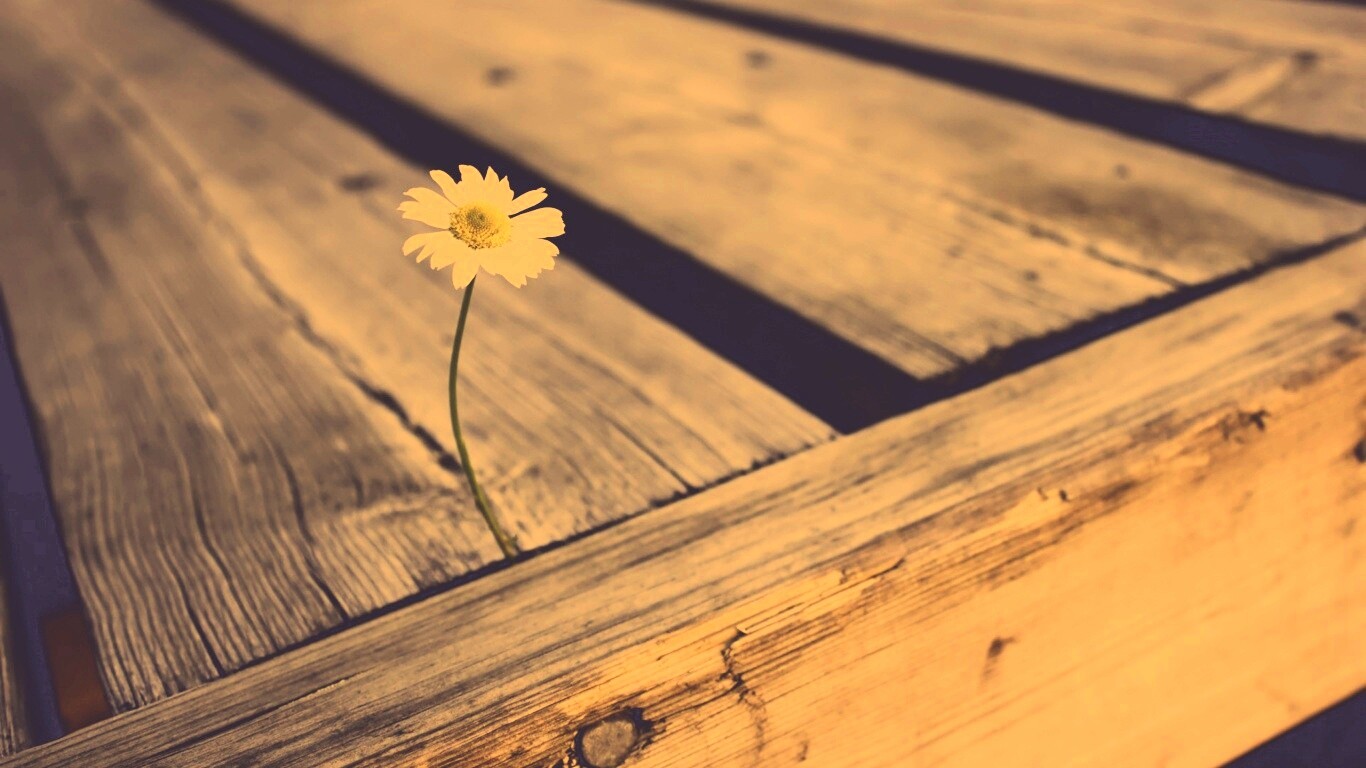 Жизнь среди смерти обои