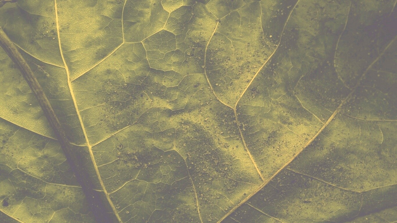 Макро зеленый лист обои