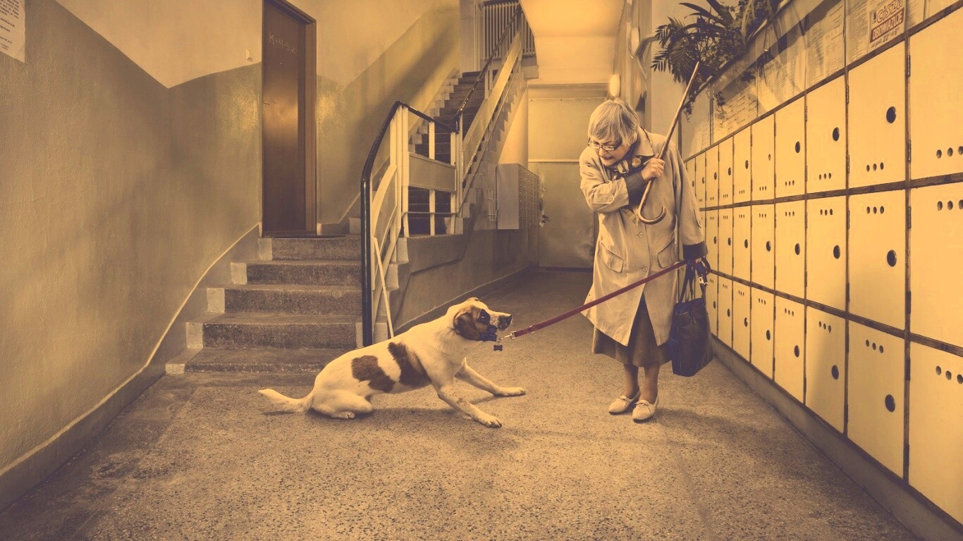 Непослушная собака обои