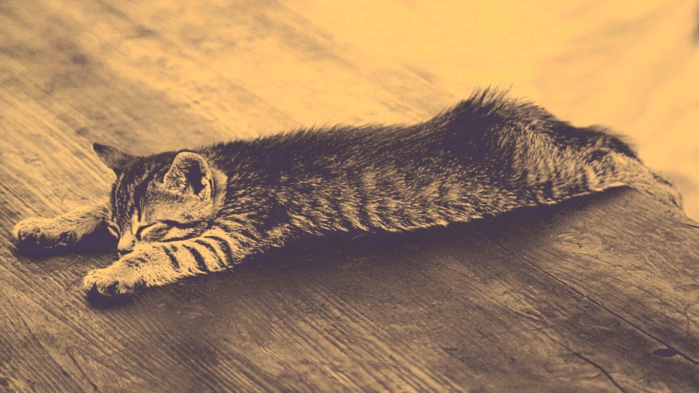 Растянувшийся кошара обои