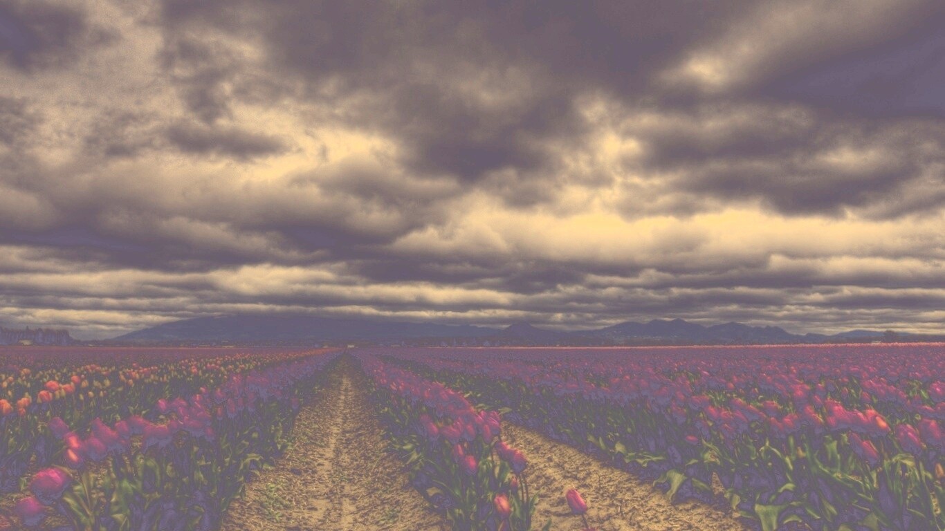 Цветочное поле под грозовым небом обои