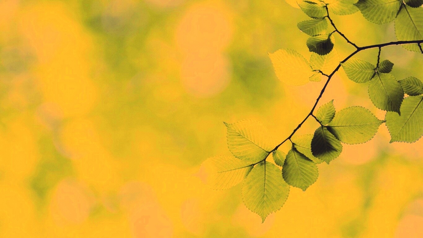 Зеленая ветка с листьями обои