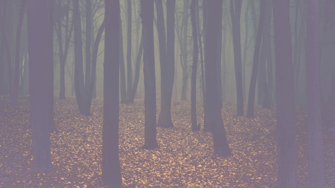 Таинственный лес обои