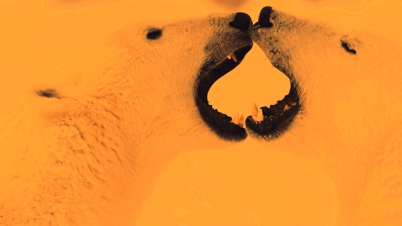 Полярные медведи обои