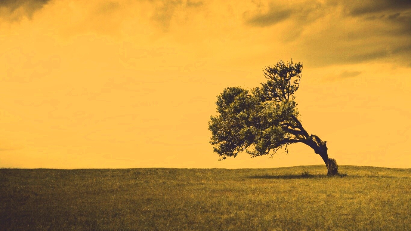 Склоненное дерево обои