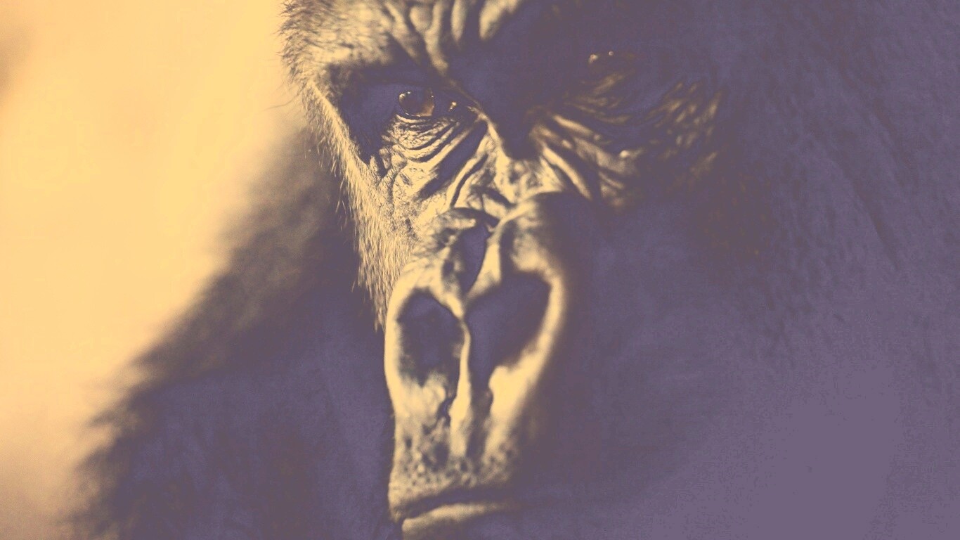 Фото орангутанга обои