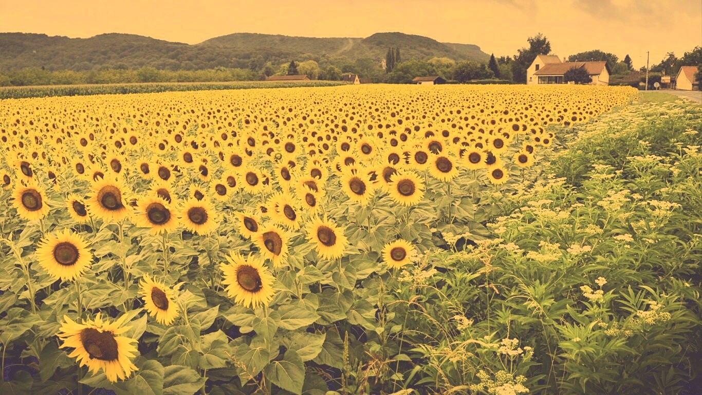 Живописное поле подсолнухов обои