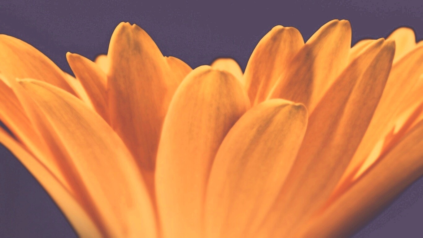 Цветочные лепестки обои
