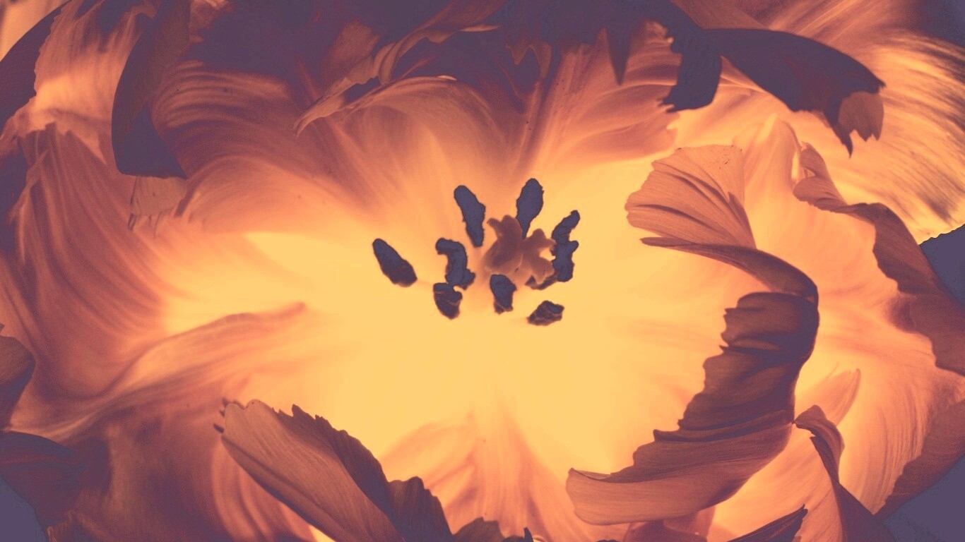 Пылающий цветок обои