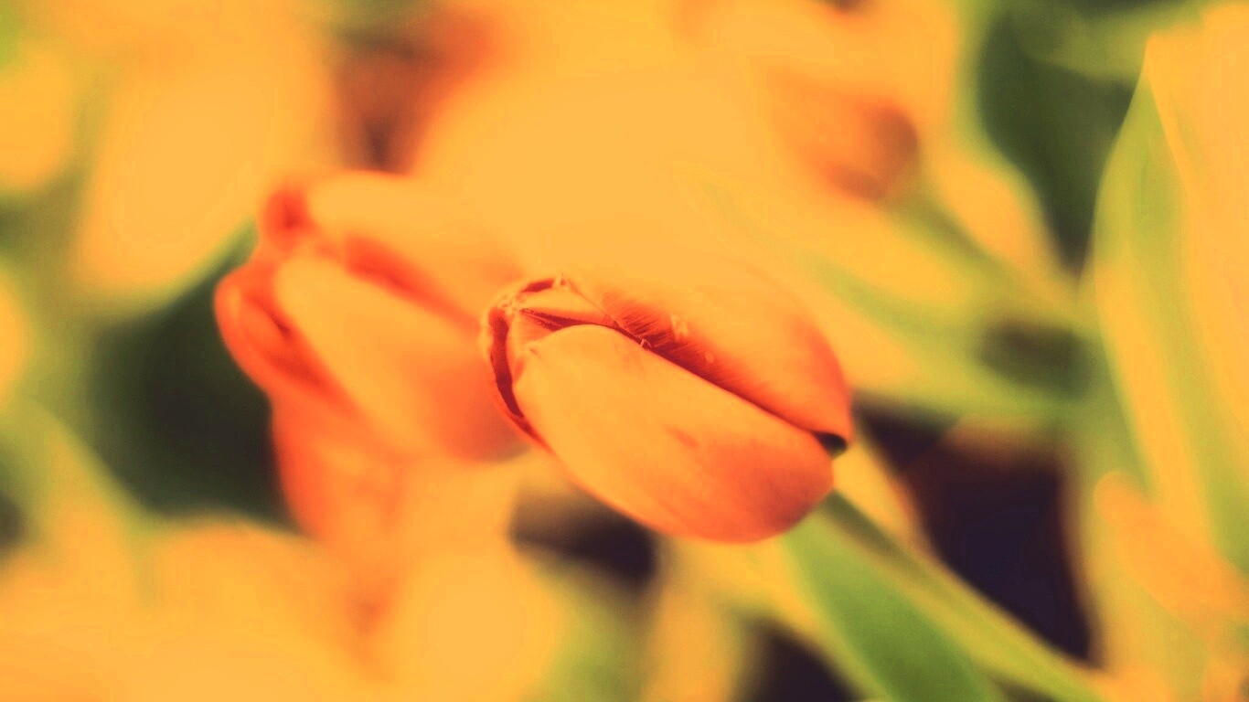 Красивый тюльпан обои