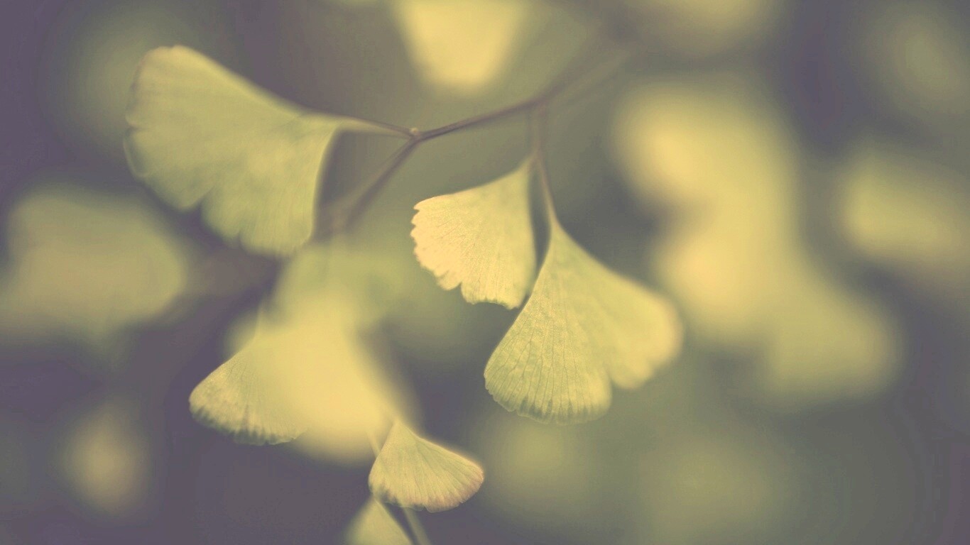 Дикие зеленые листья обои