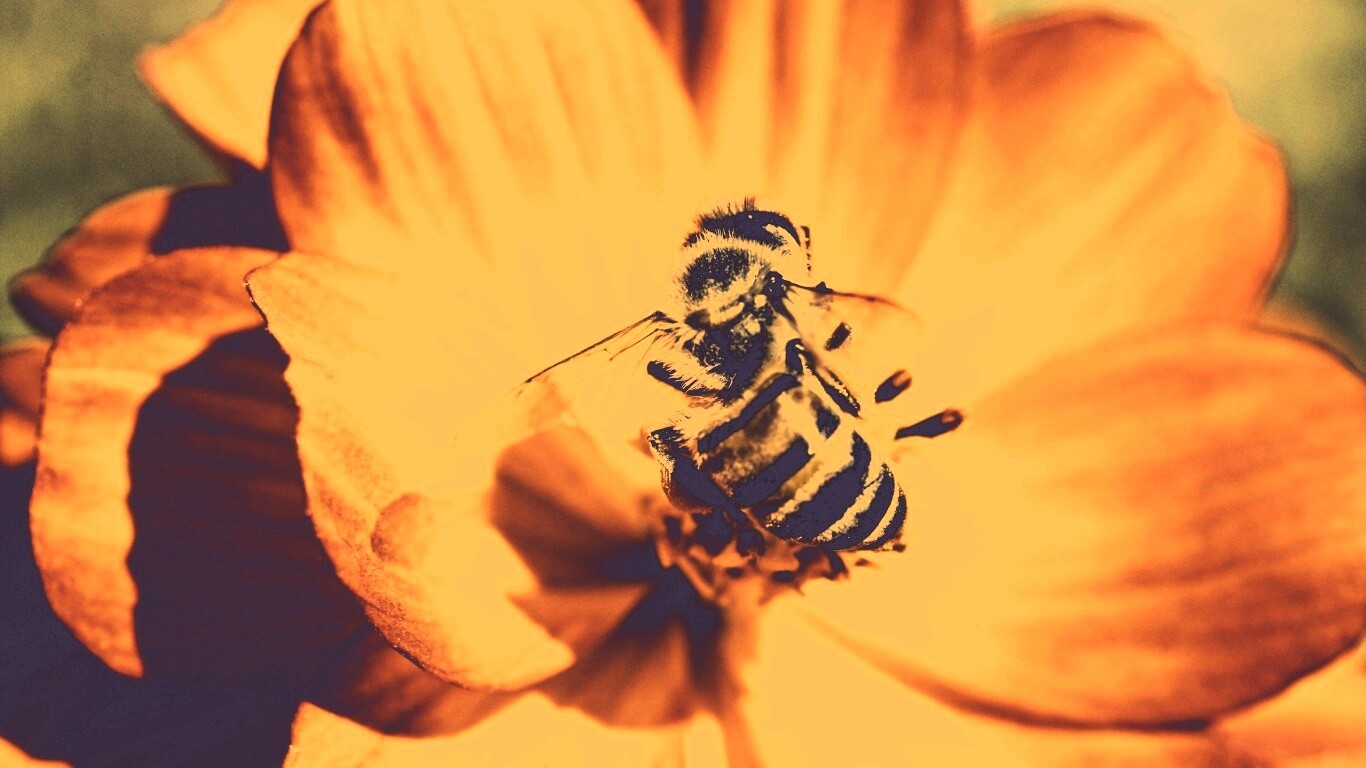 Пчела на цветке обои