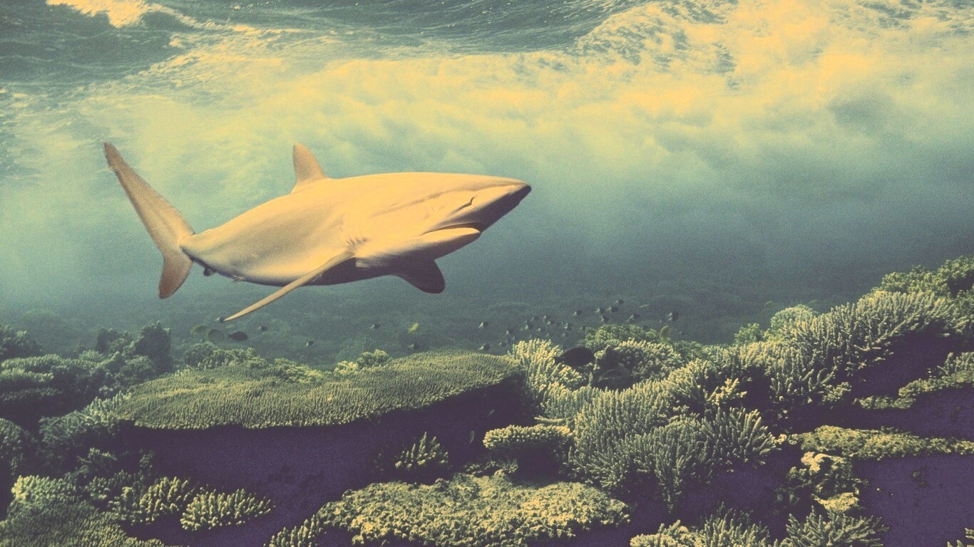 Акула в море обои