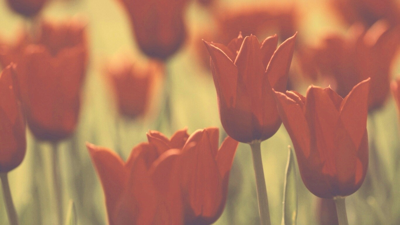 Красные цветы обои