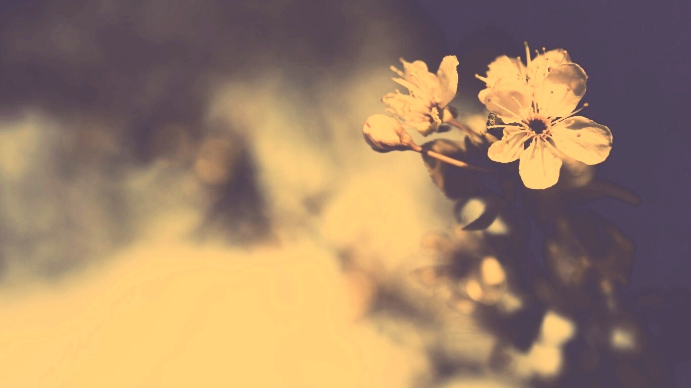 Цветок вишни обои