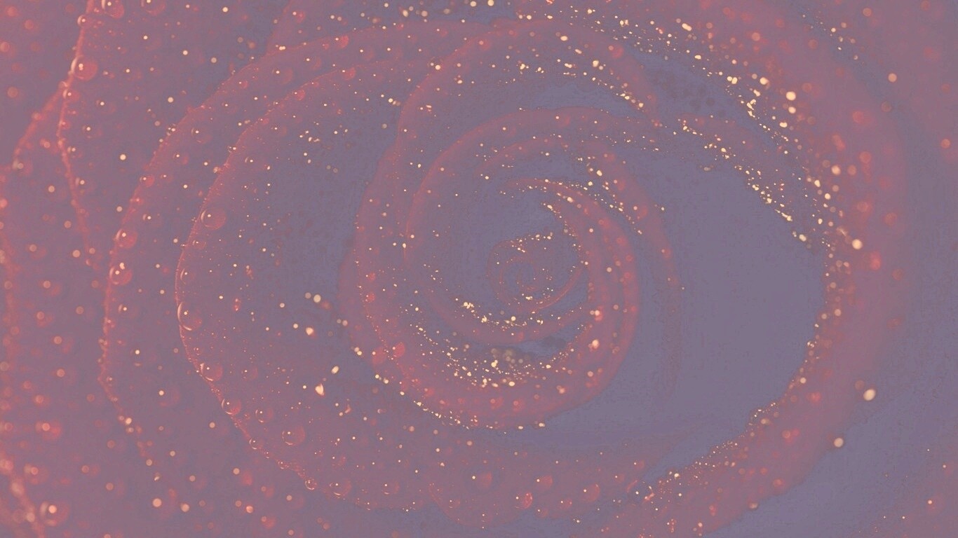 Красная роза обои