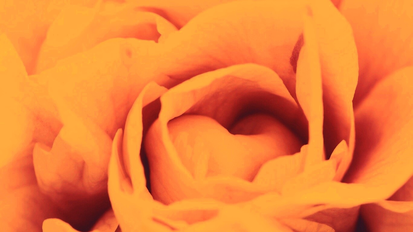 Розовый цветок обои