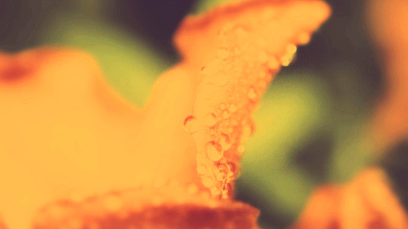 Капли росы на лепестке обои