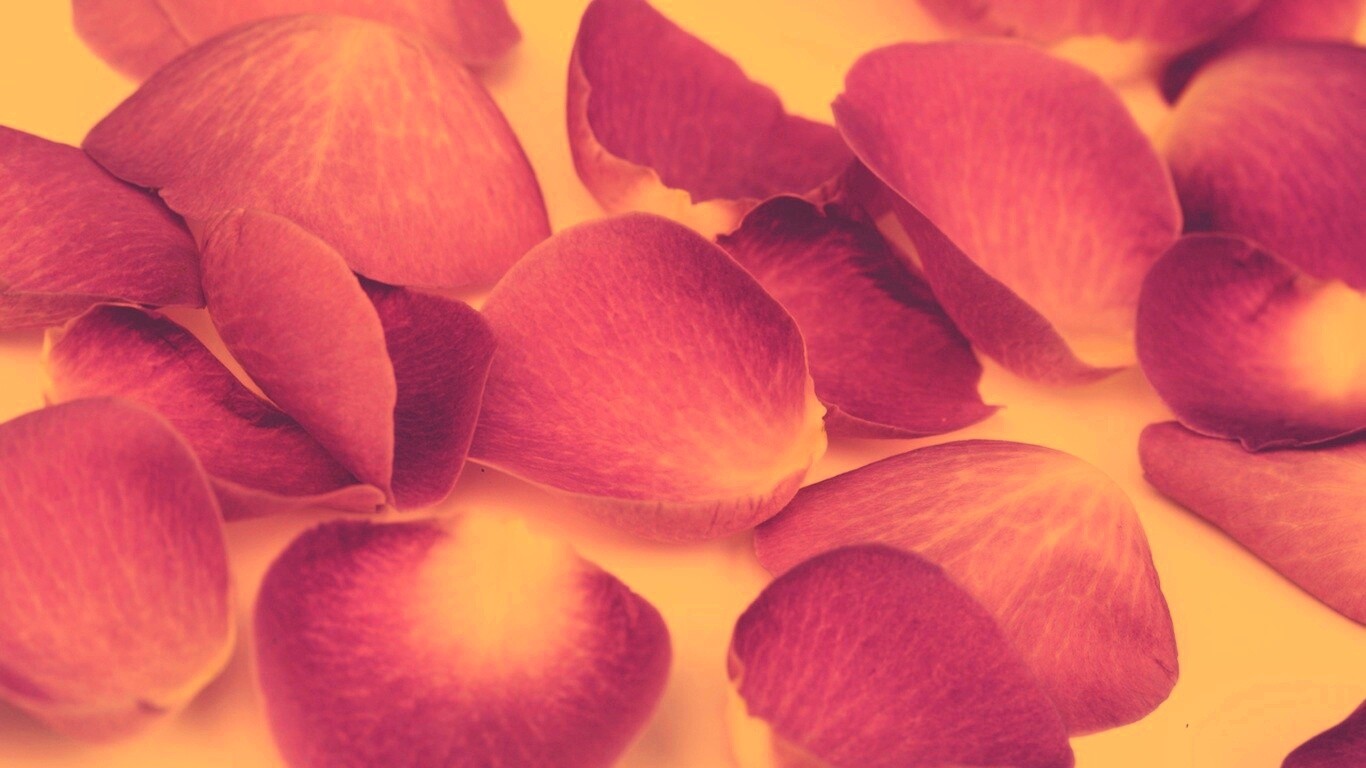 Лепестки розы обои